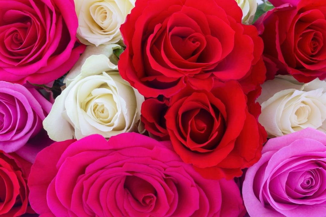 What Different Rose Colors Mean: Red, White, Pink & Yellow Roses Explained