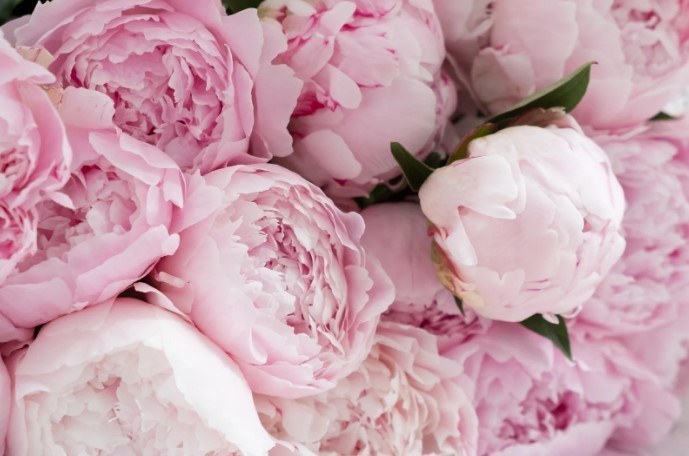 Are Orchids Romantic Flowers?